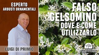 Falso gelsomino dove e come utilizzarlo in giardino [upl. by Corbett]