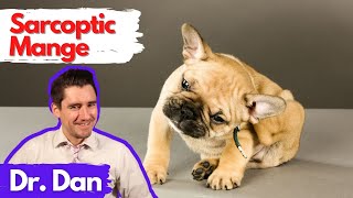 Sarcoptic Mange Scabies in the dog Dr Dan explains [upl. by Stonwin459]