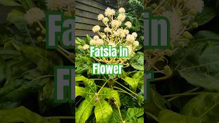 Fatsia Japonica In Flower  Tropical Budget Plant for Garden plants garden shorts [upl. by Eehsar]