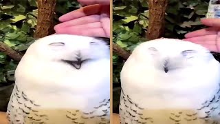 Cute Snow Owl Really Loves Petting [upl. by Nisen652]