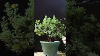 Summer Pruning Potentilla bonsai [upl. by Nnylcaj]