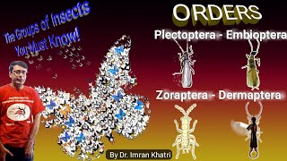 Insect Orders Part 2 Plecoptera Embioptera Zoraptera and Dermaptera  By Dr Imran Khatri [upl. by Elahcim653]