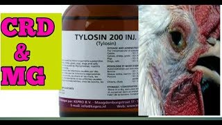 CRD DISEASE IN POULTRY। Tylosin Injection [upl. by Dosi823]