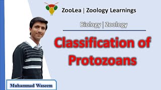 Classification of protozoans  ZooLea  Lesson 3  Biology Zoology [upl. by Ajssatsan]