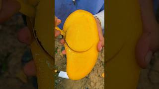 Mango fruits video 🥭🥭 Amazing Mango Fruits shorts mango youtubeshorts [upl. by Pyne912]