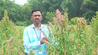 ಕೃಷಿಮೇಳ 2024  ಕ್ವಿನೋವಾ  Potential Crops Quinoa  Dr SR Anand [upl. by Kenay]