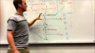 Complement Cascade Pathway [upl. by Atsyrt411]