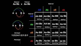 Dihybrid Cross [upl. by Alejoa]