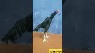 king size black o shamo shamo aseelmurga beautifulanimals chicken shorts youtubeshorts [upl. by O'Callaghan]