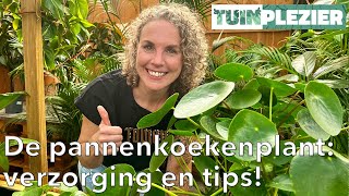 Alles wat je moet weten over de pannenkoekenplant Pilea 🌱  Verzorging en tips 💧  Tuinplezier [upl. by Washburn367]