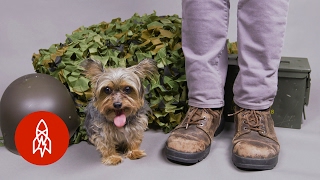 The Tiny Dog Who Became a World War II Hero [upl. by Nyved]