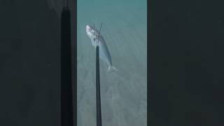 Spearfishing Bluefish In South Florida [upl. by Trace]