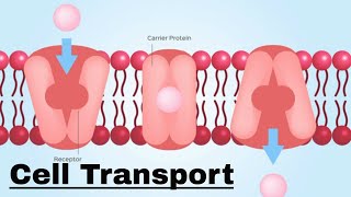 Cell transport Passive and Active Transport [upl. by Nauaj]