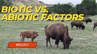 Biotic vs Abiotic Factors [upl. by Belcher]