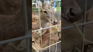 Memberi makan rusa dengan kangkung  Faunaland Ancol rusa hewan feeding [upl. by Hsenid]