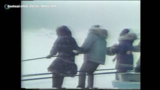 Bowhead whale Barrow Alaska USA [upl. by Monagan]