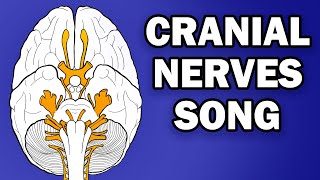 CRANIAL NERVES SONG [upl. by Vanni]