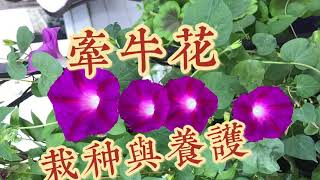 牵牛花喇叭花的栽种与养护How to Grow Morning Glory Plants [upl. by Reffineg]