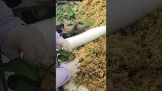 Simple techniques growing orchid in pot or repotting orchid plants short [upl. by Llenyt]