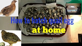 How to hatch quail egg at homemade Incubator SG Rangpur [upl. by Bautram]