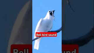 Bell bird sound gaurangclasses birds birdsounds [upl. by Constant]