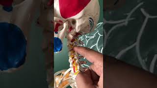 Spine amp Spinal Nerve  Neck Pain Cervical Sciatica trending viralvideo shorts [upl. by Gnol]