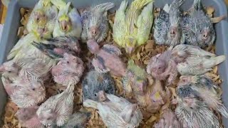 Hatching Ho Gayi start  cockatiel breeding progress 2024  itani jabrdast breeding kabhi nahi huye [upl. by Ahsielat]