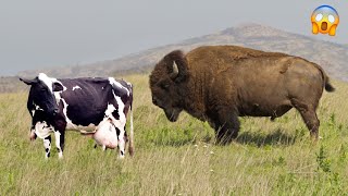 QUANDO O BISÃO CRUZA COM A VACA O QUE ACONTECE [upl. by Gretel]