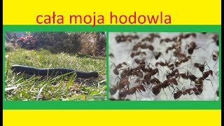 63 Cała moja hodowla terrarystyczna [upl. by Htinek591]