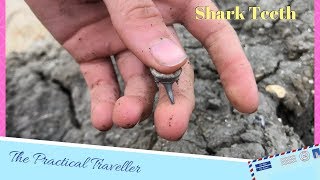 Fossil Shark Teeth  Fossil Hunting along Dorsets Jurassic Coast [upl. by Eniroc325]