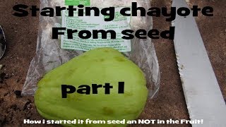 ⟹ Chayote  Sechium edule  starting it from seed [upl. by Sumer]