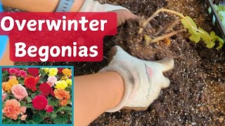 How to Overwinter Begonias  Get Begonias to Return Next Year [upl. by Annayar]