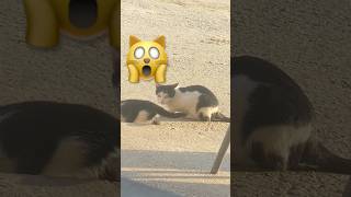 Do your cat eats rotten meat😳😳😳 horrorsounds ghost horrorsoundeffect funny ghostloop [upl. by Artinad213]