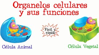 🌐Organelos celulares y sus funciones💥 Fácil y Rápido  BIOLOGÍA [upl. by Gibeon818]