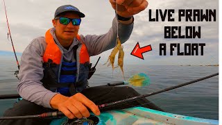 FLOAT fishing For BASS With LIVE PRAWN Over Some INCREDIBLE Ground  Sea Fishing UK [upl. by Aver]