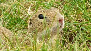 Sysel obecný  The European ground squirrel Spermophilus citellus  HlasVoice [upl. by Mellen]