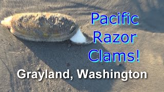 2023 Washington Razor Clamming [upl. by Ivel313]