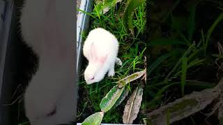 White Rabbit bunnyrabbitlovershortsvideo viralvideo [upl. by Muna]