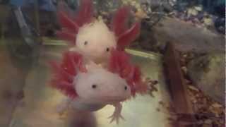 Axolotl Ambystoma Mexicanum HD [upl. by Imailiv456]