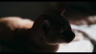 7Artisans 25mm t105 Cinema Lens  GH5  Cat test [upl. by Atiuqaj]