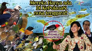 BURUNGBURUNG ENDEMIK KEPULAUAN NUSA TENGGARA DAN SUARA ASLINYA [upl. by Chader]