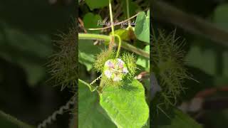 nature passiflora Passiflorafoetida [upl. by Ertemed]