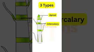 Meristematic Tissues Class 9th shorts cbse class9 science tissue [upl. by Alel891]