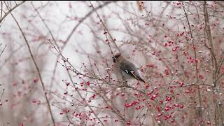 文须雀 Bearded Reedling [upl. by Ainimreh]