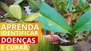 Por que as orquídeas ficam com as folhas amarelas e com pintas [upl. by Cesaro]