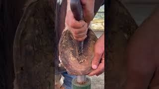 Horseshoe Cleaning  Nature Portal horseshoeing horse horses nature [upl. by Sternlight421]