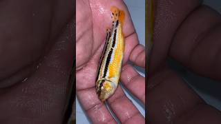 Auratus fish giving birth ❤️🐳 fish dolphin fishingvideo [upl. by Rowen]