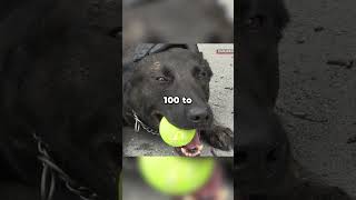 Police dog training 👮‍♂️🐕 shorts bodycam police [upl. by Nodnerb114]