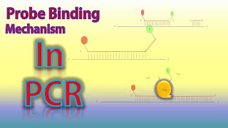 PCR Probe Binding Mechanism [upl. by Shabbir924]