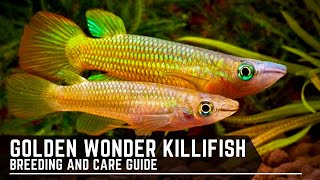 Golden Wonder Panchax  Killifish  Breeding and Care Guide [upl. by Laufer]